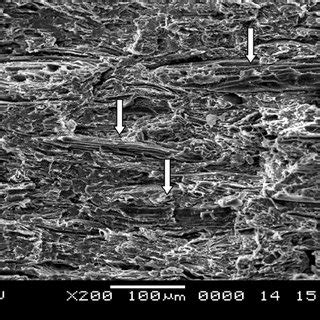 SEM Micrographs Of The Impact Fracture Surface Of EFB Filled PVC U