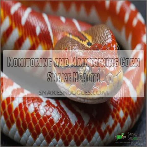 Corn Snake Care: the Complete Guide to Habitat, Diet, and Health