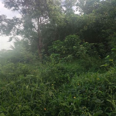 251sqm Residential Lot For Sale In Legazpi Albay Property For Sale