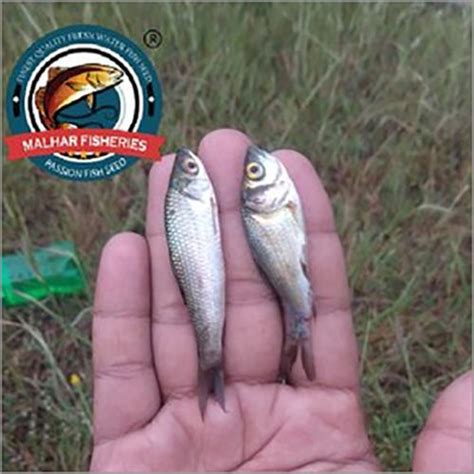 Catla Fish Seeds At Best Price In Pune Maharashtra Malhar Fish