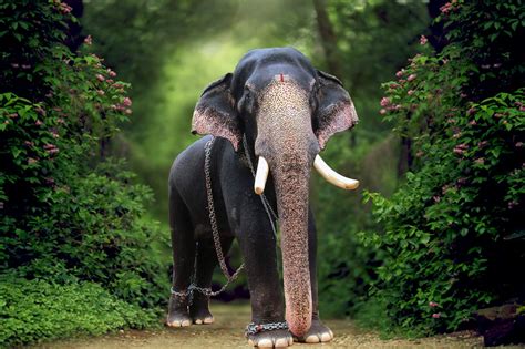 Top 15 Upcoming elephants in Kerala