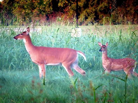 In Her Footsteps Photograph By Tom Strutz Fine Art America