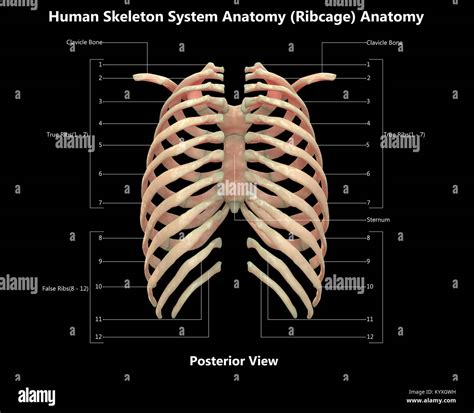 Menschliches Skelett System Rib Cage Posterior View Anatomy Stock | The ...