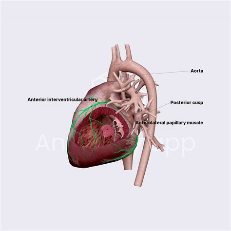 Left ventricle (LV) | Internal anatomy of the heart | Thorax | Anatomy ...