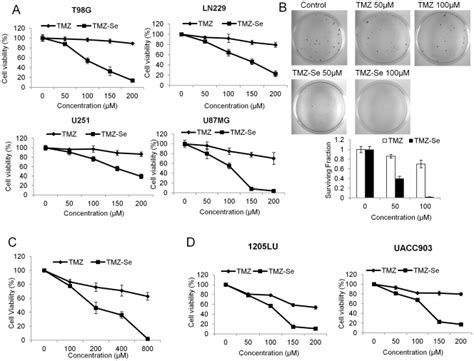 A Human Glioma Cell Lines T98g Ln229 U251 And U87mg Were Treated