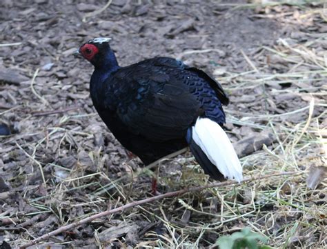 Vietnam pheasant - male - ZooChat