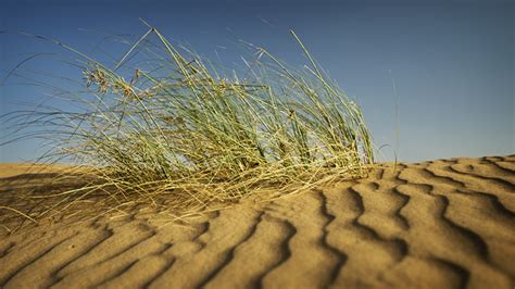 Desert grass #2 - Middle East, United Arab Emirates - Momentary Awe ...