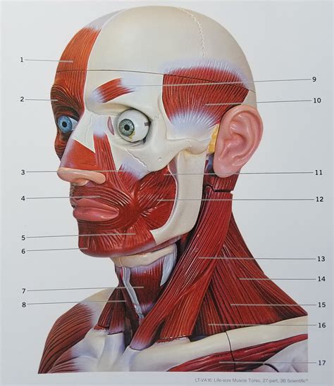 Muscles Of Head And Neck Diagram Quizlet