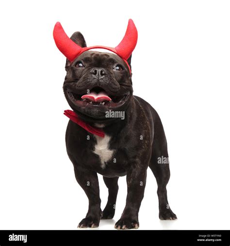 Happy French Bulldog With Red Bowtie And Red Devil Horns Standing On