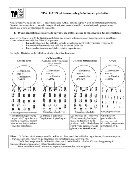 TP 6 L ADN est transmis de génération en génération chromoso