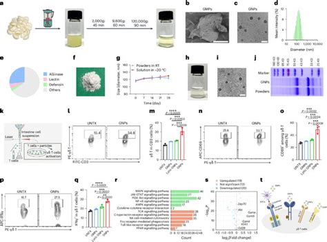 苏州大学汪超、刘庄合作nature Nanotechnology：口服“大蒜”纳米颗粒，改善癌症免疫治疗！ 肿瘤 苏州大学 新浪新闻