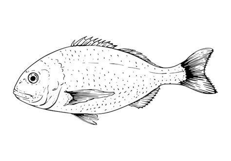 Ilustração de peixe dorado isolado no branco estilo de esboço desenhado