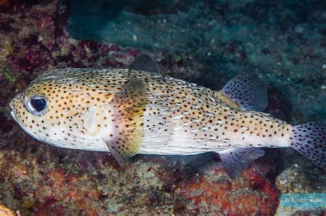 Spot Fin Porcupinefish Diodon Hystrix Fish Sheet