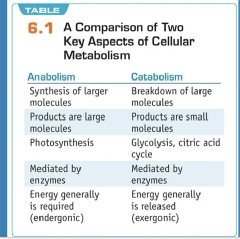 Metabolism Lecture Flashcards Quizlet