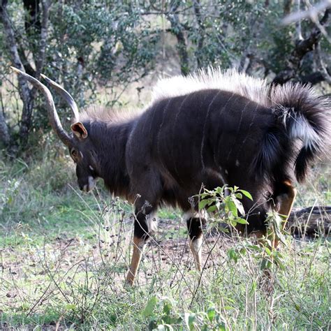 The animals at the iSimangaliso Wetland Park | Exploring Africa