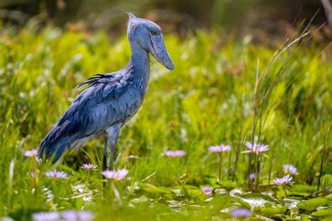 Schuhschnabel Shoebill Foto And Bild Tiere Wildlife Wild Lebende