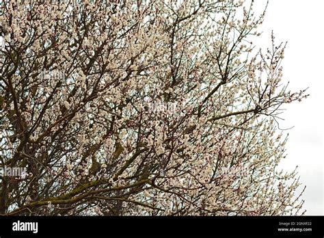 Blooming Wild Apricot In The Garden Spring Flowering Trees