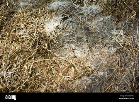 Mould Formed On Big Bale Silage Which Make Sit Harmful To Feed To