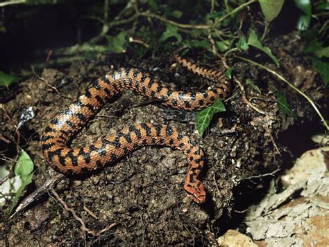 Asp Viper, Vipera Aspis, Venomous Snake in France Stock Photo - Image of poisonous, venomous ...