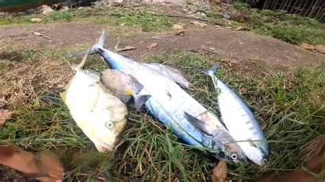 Spearfishing Philippines King Mack And Golden Trevally YouTube