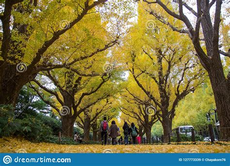 La Avenida De La Calle Del Ginkgo En Meiji Jingu Gaien Park Imagen De