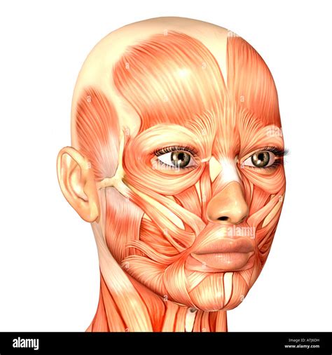 Human Anatomy - face of a female Stock Photo - Alamy