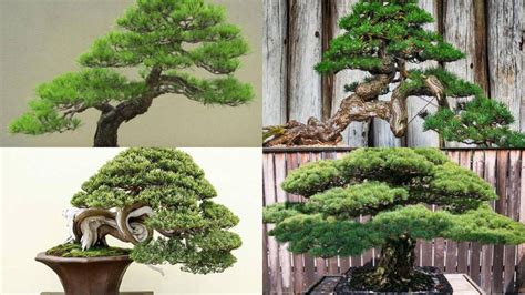 Inilah 9 Bonsai Termahal Di Dunia Ada Yang Seharga Rp 18 Miliar