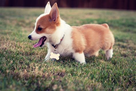 Cute Corgi Computer Wallpapers - Wallpaper Cave