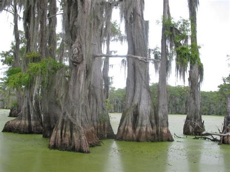 Swamp Cypress (taxodium distichum)