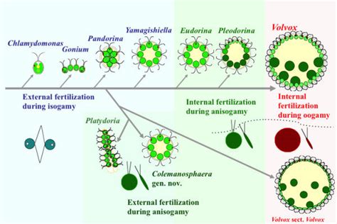 External Fertilization Diagram