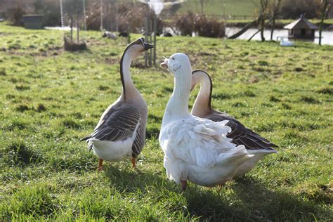 Flyte So Fancy Geese Enjoying The Winter Sunshine 日光 ハウスデザイン ファンシー 冬