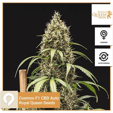 Cosmos F Cbd Auto Royal Queen Seeds Feminised Seeds Kazam Seeds