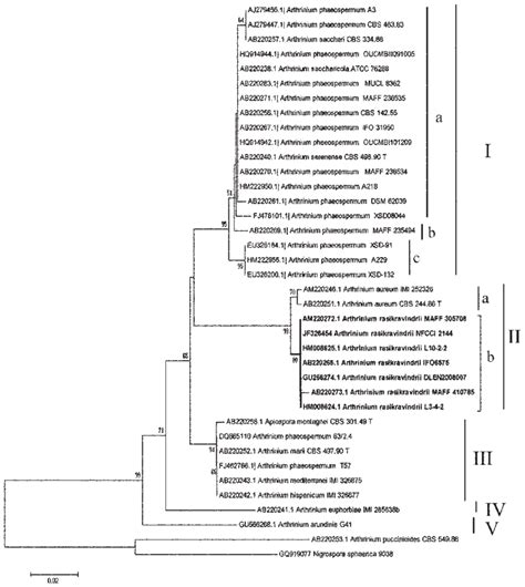 Neighbor Joining Phylogenetic Tree Bootstrap Replications