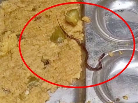 Snake Found In Mid Day Meal In Bihar Araria Several Students Fall Ill