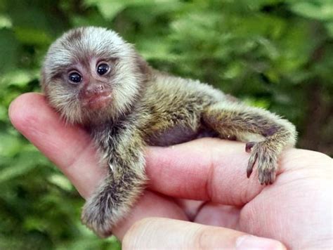 Pygmy Marmoset Pet Baby Facts Diet Lifespan Habitat Primates Park