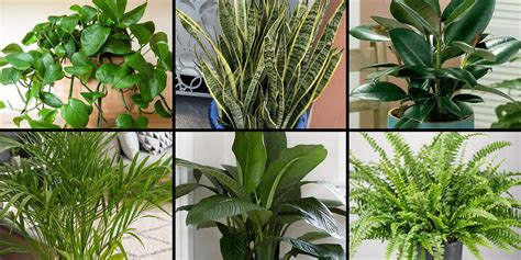 Plantas De Interior Para Manter Dentro De Casa Para Purificar O Ar