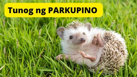 Tunog ng PARKUPINO | Sound of HEDGEHOG - YouTube