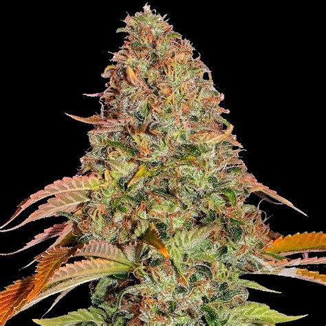 Best Auto Glue Gelato Feminised Cardiff Seed Bank