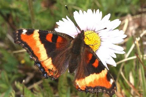 15 Types Of Butterflies In Michigan Pictures Wildlife Informer