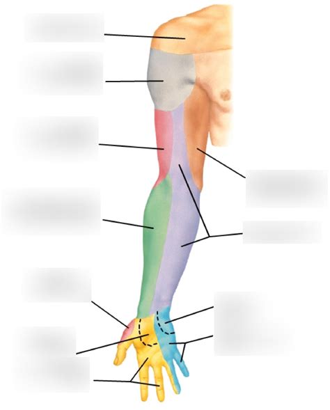 Peripheral Cutaneous Nerves Anterior Diagram | Quizlet