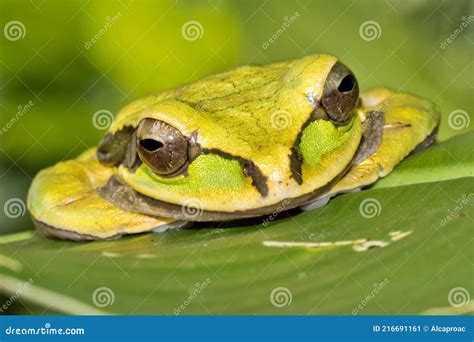 New Granada Cross Banded Tree Frog Corcovado National Park Costa Rica