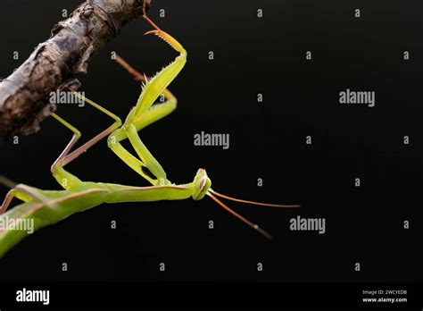 Mantis Camouflage Green Hi Res Stock Photography And Images Alamy