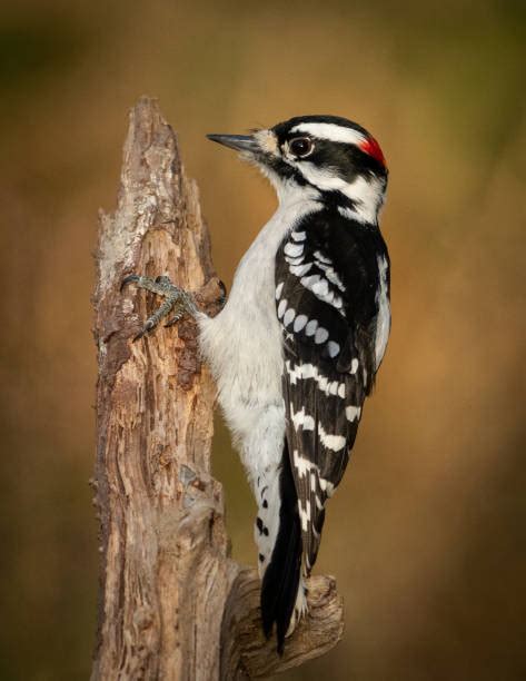 Downy Woodpecker Stock Photos Pictures And Royalty Free Images Istock