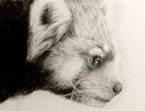 Pencil drawing - Red Panda :: Behance