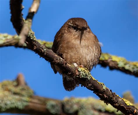 Wren Eurasian Jenny Free Photo On Pixabay Pixabay