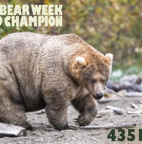 Fat Bear Week 2019: Alaska’s Katmai National Park’s fattest brown bear ...