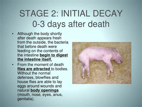 PPT - STAGES OF DECOMPOSITION PowerPoint Presentation - ID:7006068