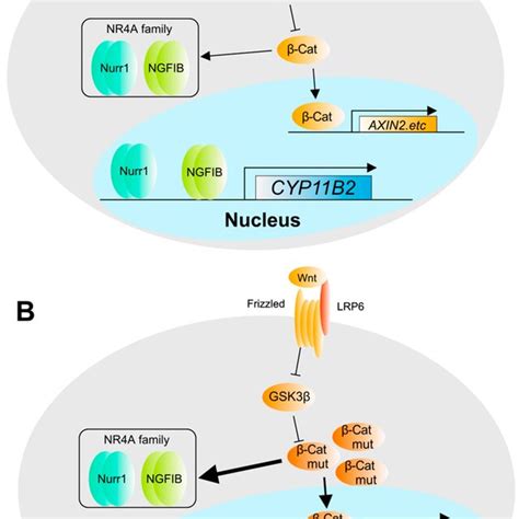 Mutation Of Ctnnb Gene In Apa Mutations In Catenin Have Been