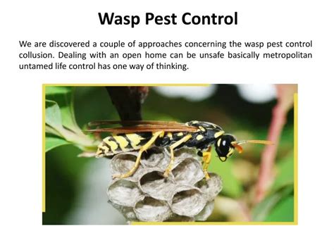 Ppt Wasp Pest Control In Atlanta Powerpoint Presentation Free Download Id 10328208