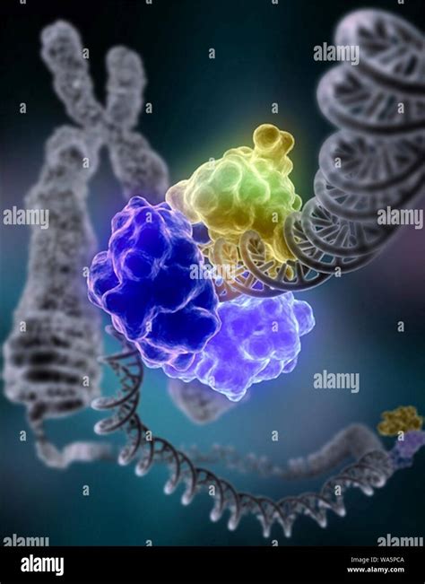 Dna Repair Hi Res Stock Photography And Images Alamy